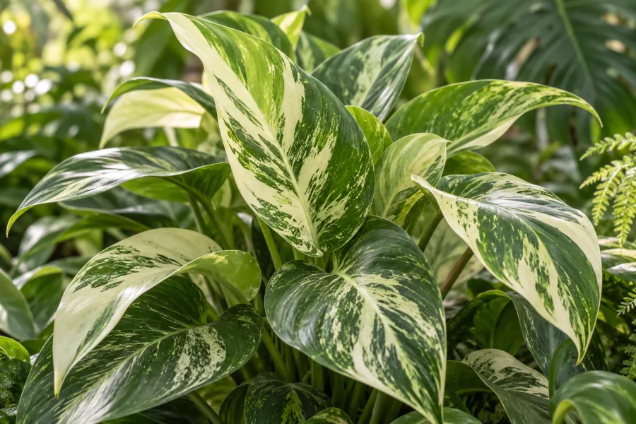 Illustrative variegated indoor foliage