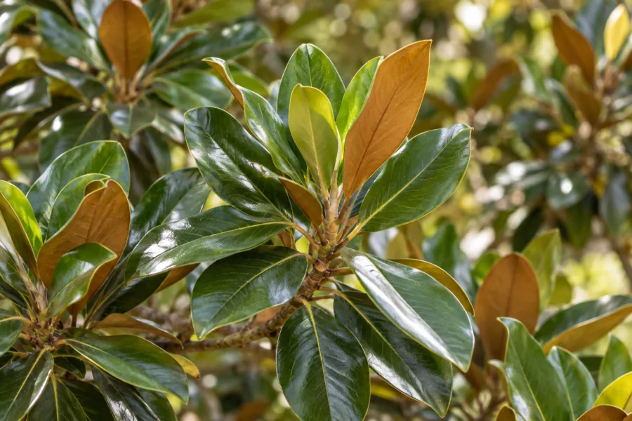Illustrative green magnolia tree foliage